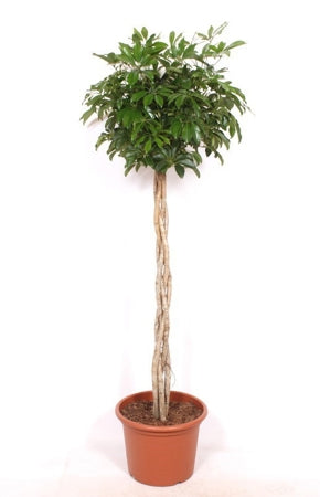 Planta naturala Schefflera arb. 'Compacta' H180 cm PS40 cm in pamant