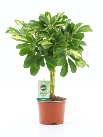 Planta naturala Schefflera arb. 'Gold Capella' H40 cm PS12 cm in pamant