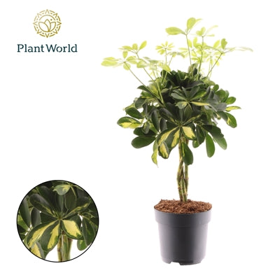 Planta naturala Schefflera arb. 'Gold Capella' H50 cm PS17 cm in pamant