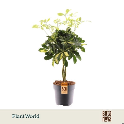 Planta naturala Schefflera arb. 'Gold Capella' H50 cm PS17 cm in pamant