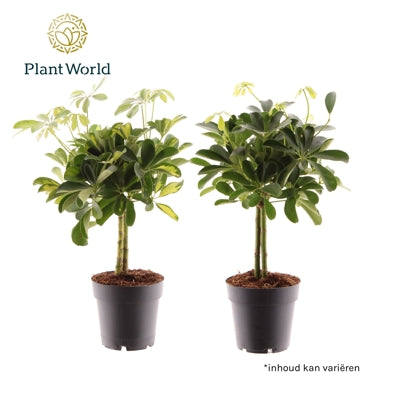 Planta naturala Schefflera arb. H50 cm PS14 cm in pamant