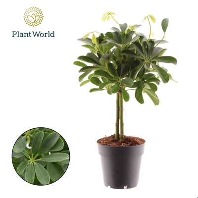 Planta naturala Schefflera arb. 'Nora' H55 cm PS14 cm in pamant