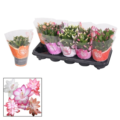 Planta naturala Schlumbergera mixed 4 colours H20 cm PS10.5 cm in pamant