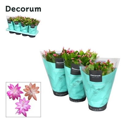 Planta naturala Schlumbergera mixed 4 colours H27 cm PS13 cm in pamant