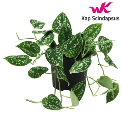 Planta naturala Scindapsus pictus 'Argyraeus' H15 cm PS12 cm in pamant
