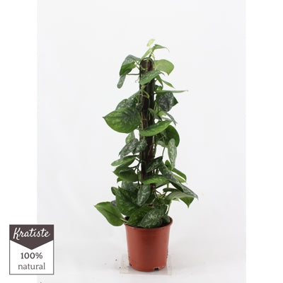 Planta naturala Scindapsus pictus 'Trebie' H80 cm PS19 cm in pamant