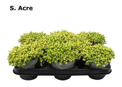 Planta naturala Sedum acre 'Yellow Queen' H12 cm PS12 cm in pamant