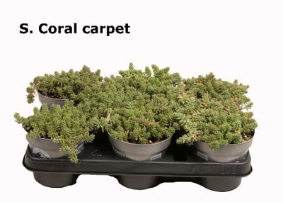 Planta naturala Sedum album 'Coral Carpet' H12 cm PS12 cm in pamant