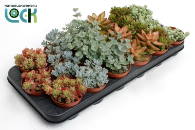 Planta naturala Sedum H10 cm PS8.5 cm in pamant