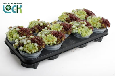 Planta naturala Sempervivum H15 cm PS12 cm in pamant