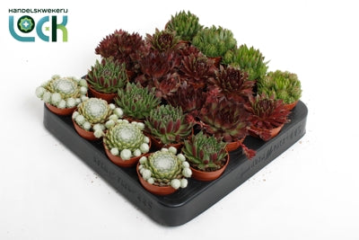 Planta naturala Sempervivum mixed H10 cm PS5.5 cm in pamant