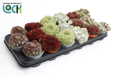 Planta naturala Sempervivum mixed H10 cm PS8.5 cm in pamant