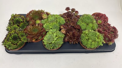 Planta naturala Sempervivum mixed H15 cm PS10.5 cm in pamant