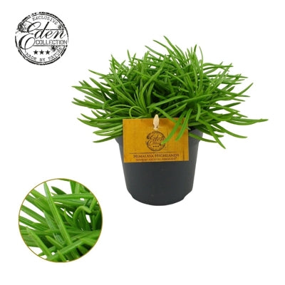 Planta naturala Senecio archeri 'Himalaya' H20 cm PS12 cm in pamant