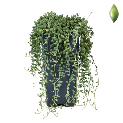 Planta naturala Senecio herreianus H15 cm PS14 cm in pamant