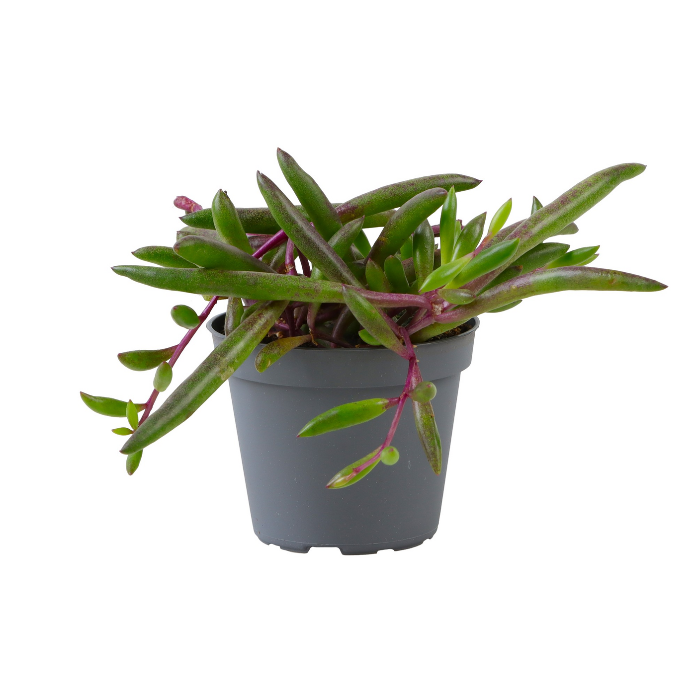 Planta naturala Senecio herreianus 'Purple Flush' PS6/ in pamant