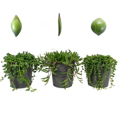 Planta naturala Senecio mixed H15 cm PS12 cm in pamant
