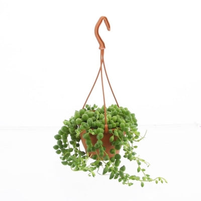 Planta naturala Senecio rowleyanus H20 cm PS12 cm in pamant