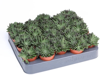 Planta naturala Sinocrassula yunnanensis H8 cm PS5.5 cm in pamant