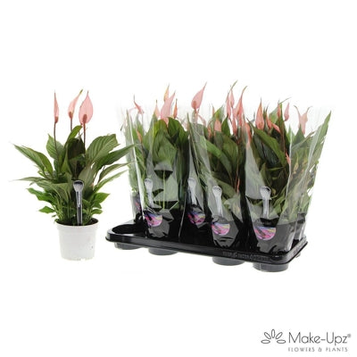 Planta naturala Spathiphyllum 'Bellini' H40 cm PS13 cm in pamant