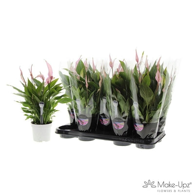 Planta naturala Spathiphyllum 'Bellini' H45 cm PS13 cm in pamant