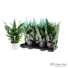 Planta naturala Spathiphyllum 'Bellini' H45 cm PS13 cm in pamant
