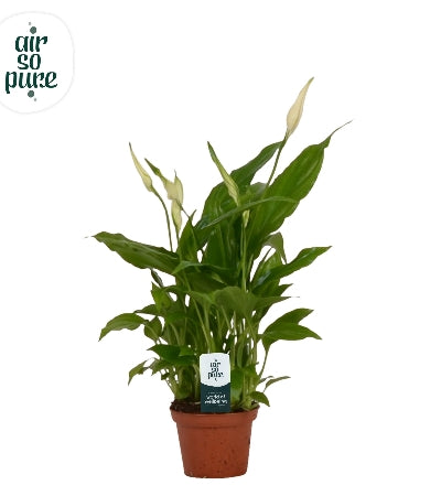 Planta naturala Spathiphyllum 'Chopin' H25 cm PS6.5 cm in pamant
