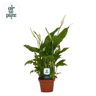 Planta naturala Spathiphyllum 'Chopin' H25 cm PS6.5 cm in pamant