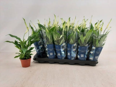 Planta naturala Spathiphyllum 'Chopin' H30 cm PS9 cm in pamant