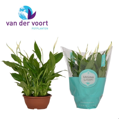 Planta naturala Spathiphyllum 'Chopin' H35 cm PS17 cm in pamant