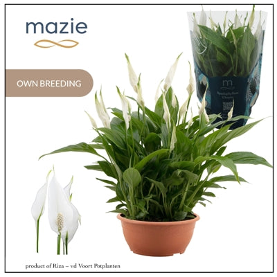 Planta naturala Spathiphyllum 'Chopin' H35 cm PS17 cm in pamant