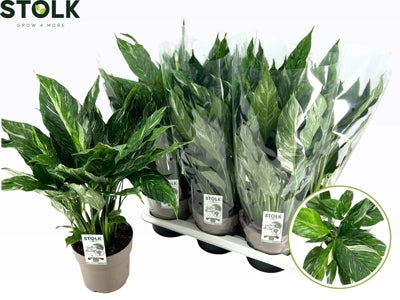 Planta naturala Spathiphyllum Diamond H60 cm PS17 cm in pamant