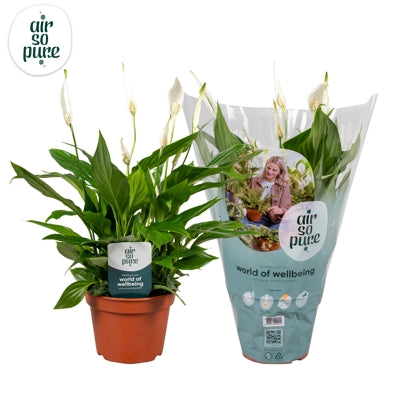 Planta naturala Spathiphyllum 'Pearl Cupido' H45 cm PS15 cm in pamant