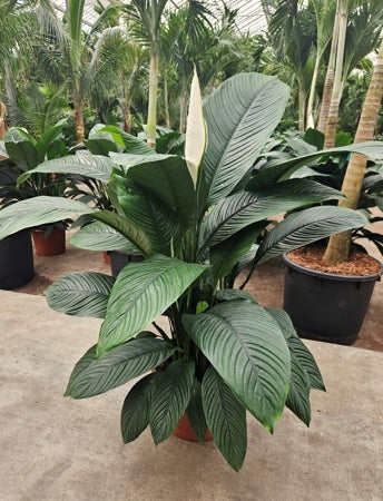 Planta naturala Spathiphyllum 'Sensation' H150 cm PS45 cm in pamant