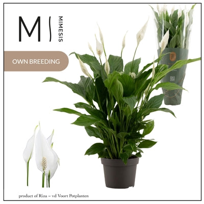 Planta naturala Spathiphyllum 'Strauss' H50 cm PS13 cm in pamant
