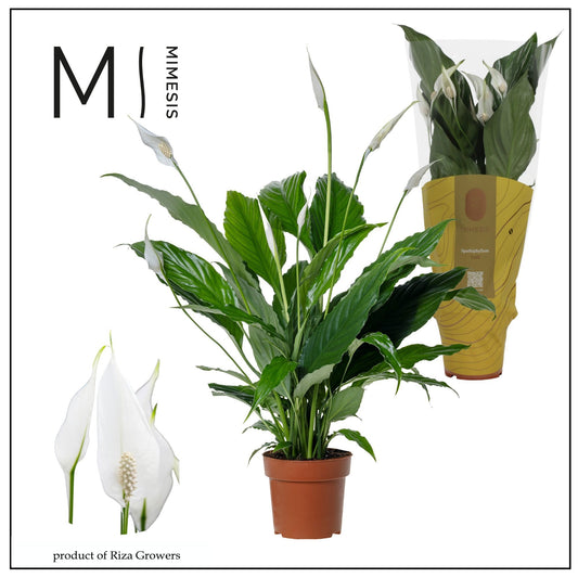 Planta naturala Spathiphyllum 'Sweet Chico' H55 cm PS13 cm in pamant