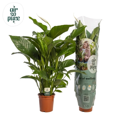 Planta naturala Spathiphyllum 'Sweet Lauretta' H95 cm PS21 cm in pamant