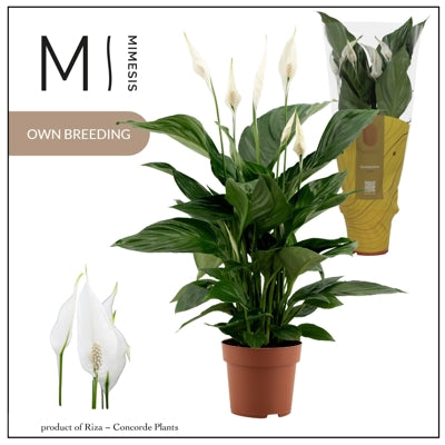 Planta naturala Spathiphyllum &