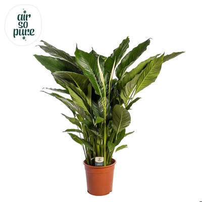 Planta naturala Spathiphyllum 'Sweet Sebastiano' H120 cm PS24 cm in pamant