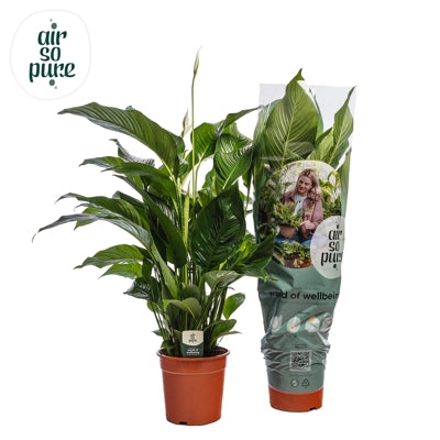 Planta naturala Spathiphyllum 'Sweet Silvana' H100 cm PS24 cm in pamant