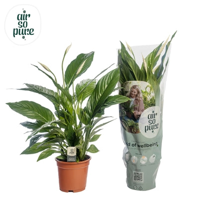 Planta naturala Spathiphyllum 'Vivaldi' H75 cm PS17 cm in pamant
