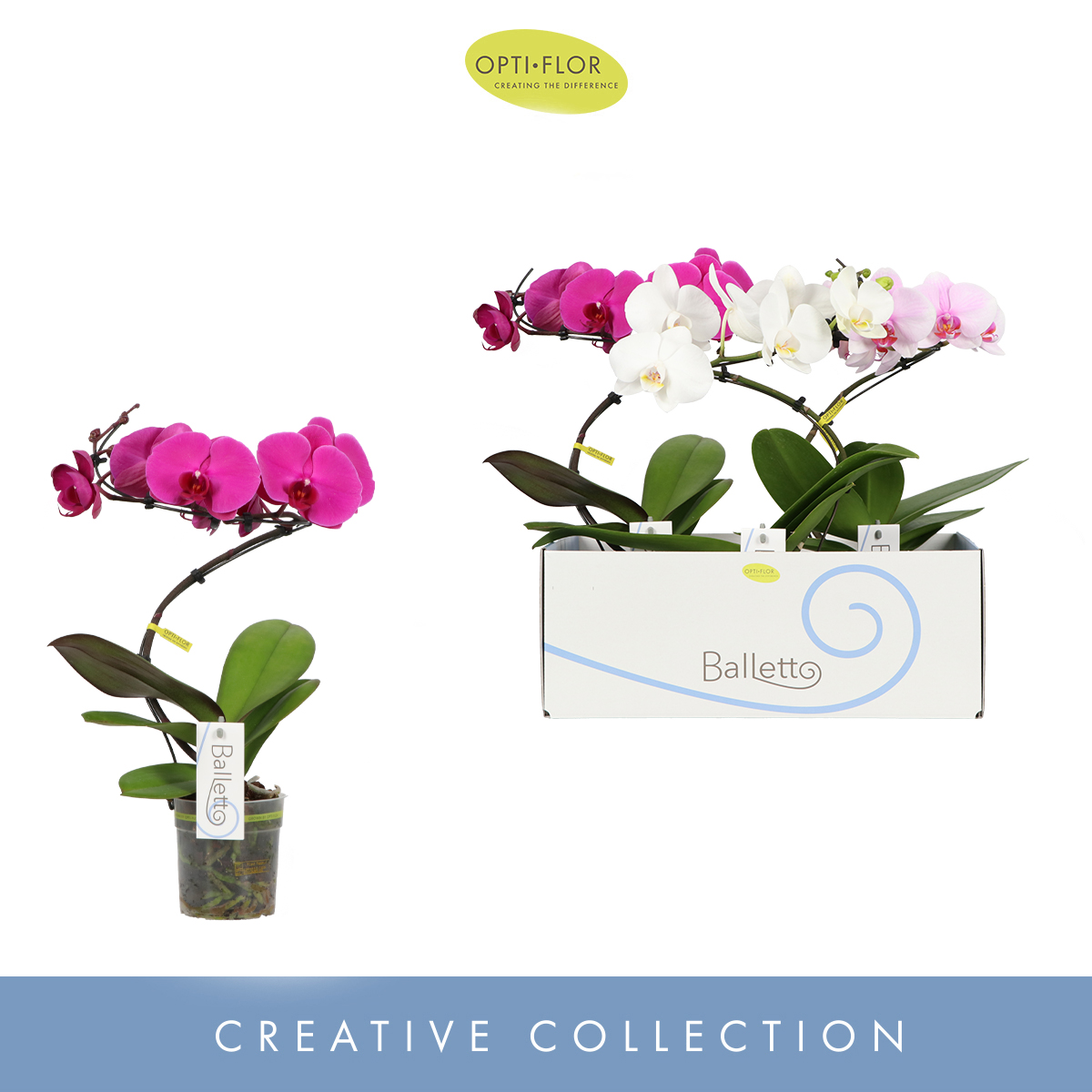 Planta naturala Spiral 1-Branche 3 Colors H45cm Phalaenopsis Balletto mix PS12/ in pamant