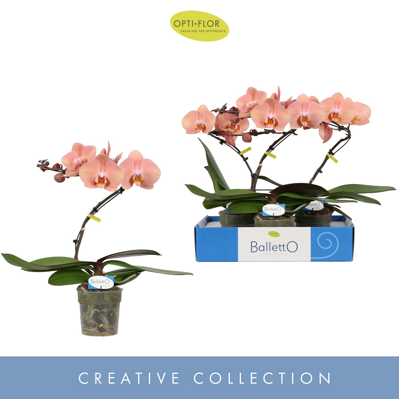 Planta naturala Spiral 1-Branche Orange H45cm Phalaenopsis 'Balletto Sway' PS12/ in pamant