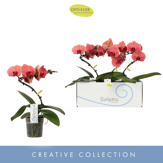Planta naturala Spiral 1-Branche Orange H45cm Phalaenopsis Balletto Swirl PS12/ in pamant