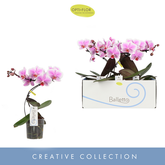 Planta naturala Spiral 1-Branche Pink H45cm Phalaenopsis Balletto Spinturn PS12/ in pamant
