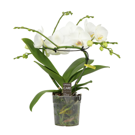 Planta naturala Spiral 2-Branches White H50cm Phalaenopsis Infinity PS12/ in pamant