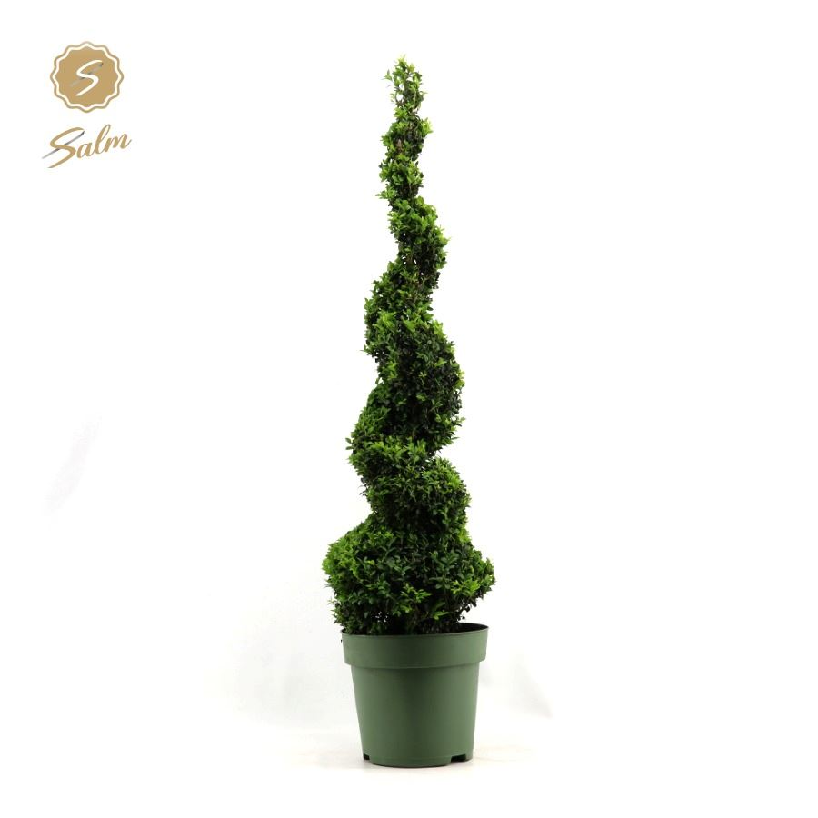 Planta naturala Spiral H115cm Buxus sempervirens PS27/ in pamant