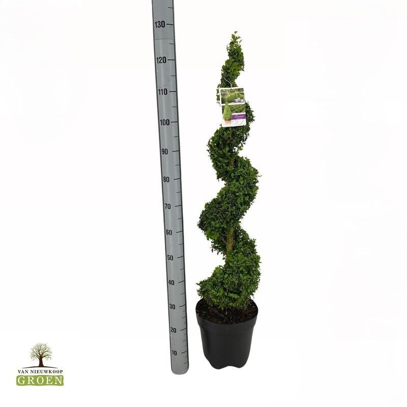 Planta naturala Spiral H125cm Buxus sempervirens PS26/ in pamant