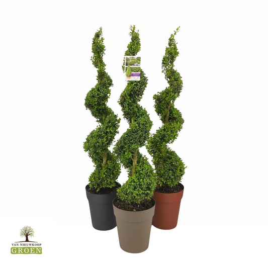 Planta naturala Spiral H130cm Buxus sempervirens PS27/ in pamant