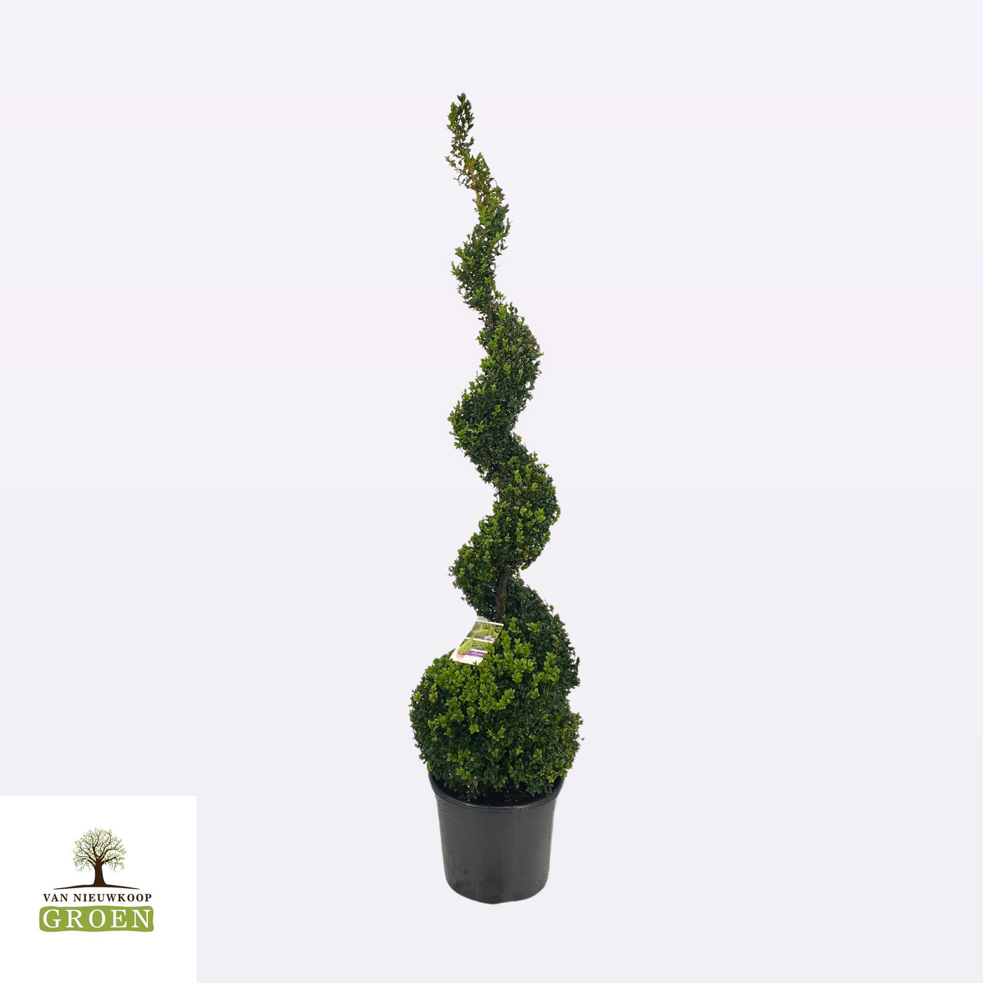Planta naturala Spiral H160cm Buxus sempervirens PS38/ in pamant